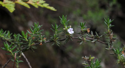 Micromeria sp.