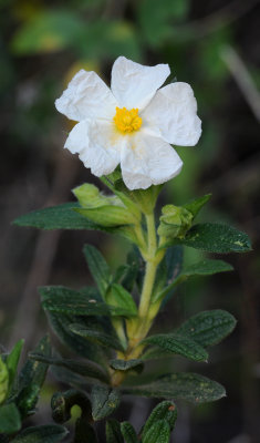 Cistus monspeliensis. Closer.