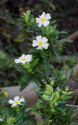 Cistus monspeliensis