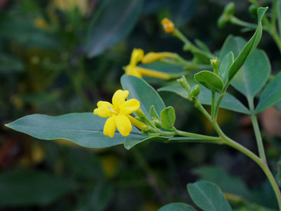 Jasminum odoratissimum. Close-up.