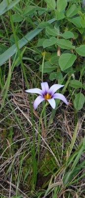 Romulea columnae subsp. grandiscapa
