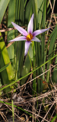 Romulea columnae subsp. grandiscapa