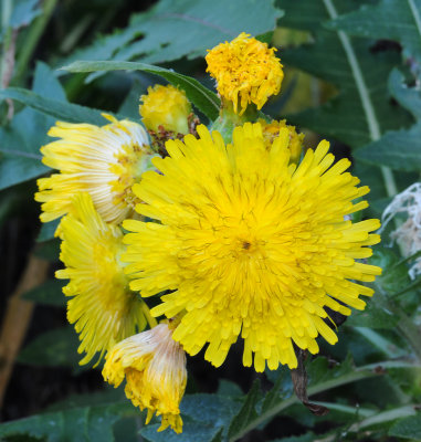 Sonchus congestus. Close-up.