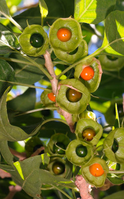 Withania aristata. Close-up fruits.