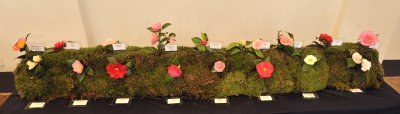 Camellia show 2016.9.1.jpg