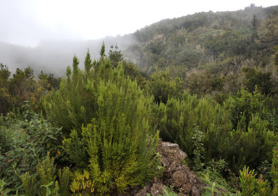 Erica arborea.jpg
