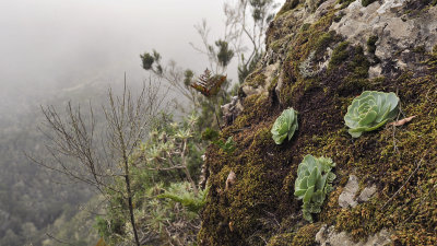 Greenovia dodrentalis 