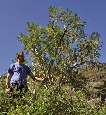 Sonchus canariensis