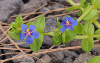 Anagallis arvensis. Closer.