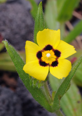 Tuberaria guttata