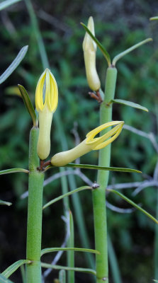 Ceropegia dichotoma. Closer.