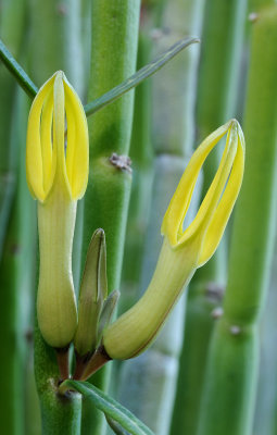 Ceropegia dichotoma. Close-up.