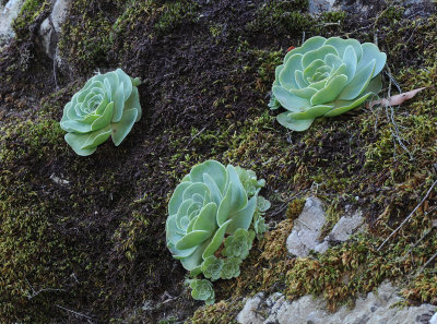 Greenovia dodrentalis