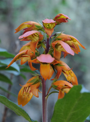 Isoplexis canariensis. Close-up.