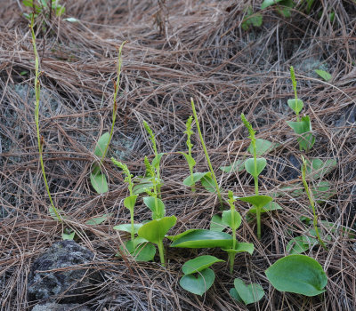 Gennaria diphylla and Habenaria tridactylites.