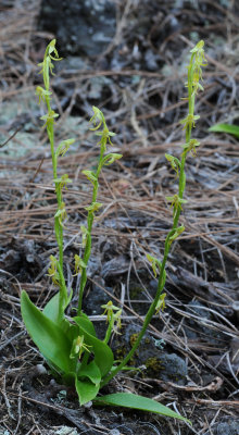 Habenaria tridactylites