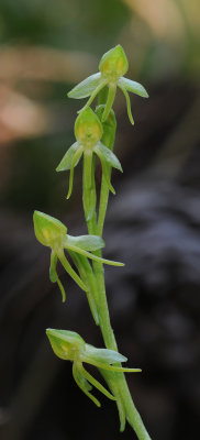 Habenaria tridactylites. Closer.