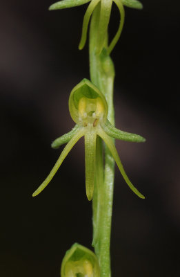 Habenaria tridactylites. Close-up.