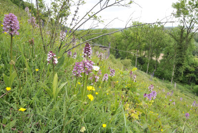 Orchis purpurea and militaris hybrid swarm.jpg