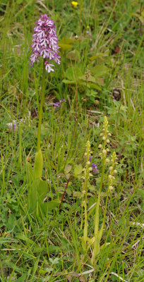 Orchis x hybrida and Orchis anthropophora.a.jpg