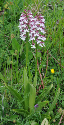 Orchis x hybrida.2.jpg