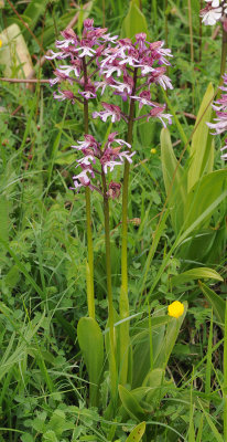 Orchis x hybrida.a.jpg