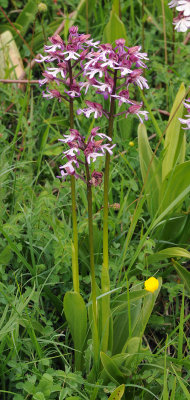 Orchis x hybrida.jpg