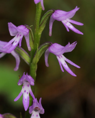 Ponerorchis cucullata. Close-up.