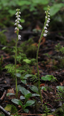 Goodyera repens