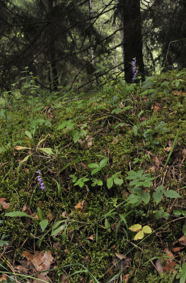 Ponerorchis cucullata in habitat.