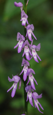 Ponerorchis cucculata. Closer.