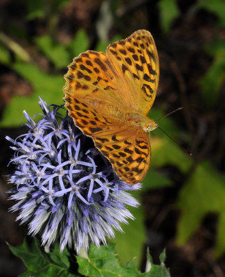 Argynnis paphia female.2.jpg