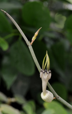 Ceropegia arabica var. superba.