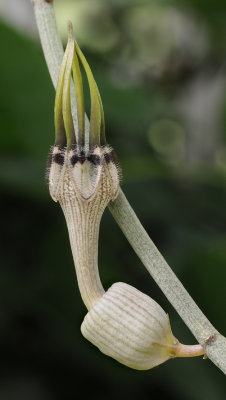 Ceropegia arabica var. superba. Closer.