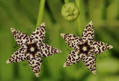 Orbea albocastanea. 2 flowers.jpg