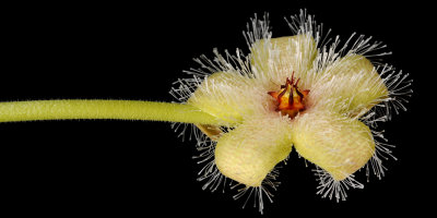 Stapelia glanduliflora. special.jpg