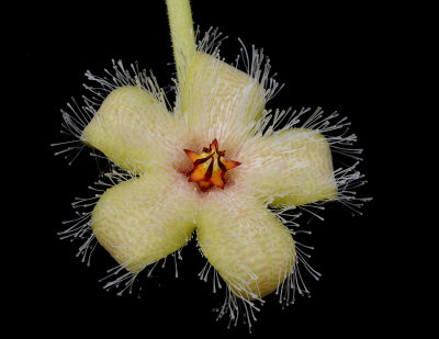 Stapelia glanduliflora. Close-up. Black. Side.2.jpg