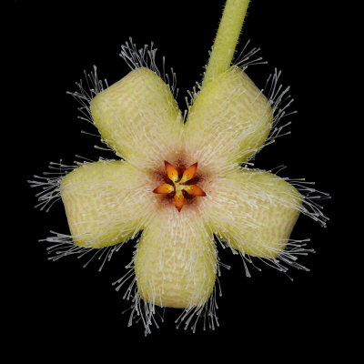 Stapelia glanduliflora. Close-up. Black. Side.jpg