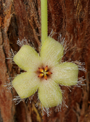 Stapelia glanduliflora. Close-up.2.jpg