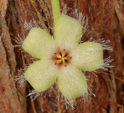 Stapelia glanduliflora. Close-up.jpg