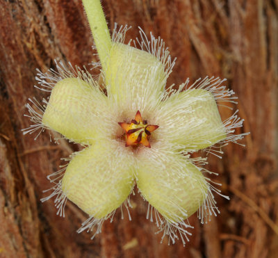 Stapelia glanduliflora. Close-up.3.jpg