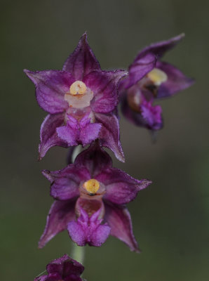 Epipactis atrorubens