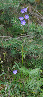 Campanula persicifolia.jpg