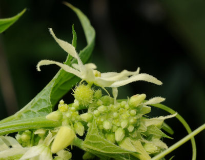 Echinocystis lobata. Close-up female flower.jpg
