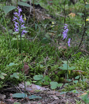 Ponerorchis cucullata