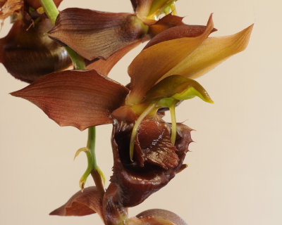 Catasetum duplisiscutula HBL31013.jpg