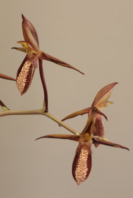 Catasetum tabulare. Closer.2. HBL31058.jpg