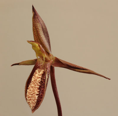 Catasetum tabulare. Close-up. HBL31058.jpg