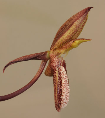 Catasetum tabulare. Close-up side. HBL31058.jpg