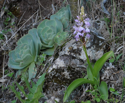 Orchis patens ssp. canariensis.